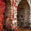 climbing plant with red leaves in autumn on the old stone wall