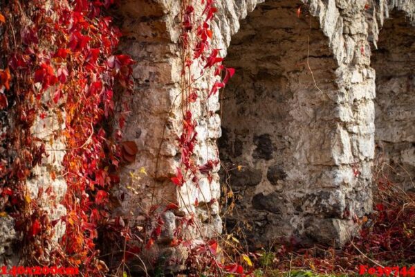 climbing plant with red leaves in autumn on the old stone wall