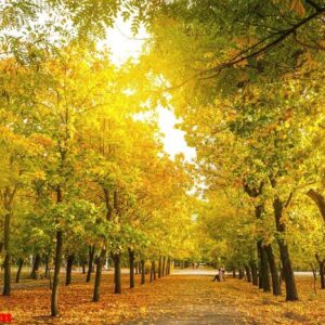 autumn park, natural background