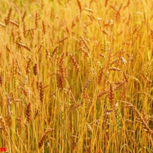 background of ripening ears of meadow gold wheat field.