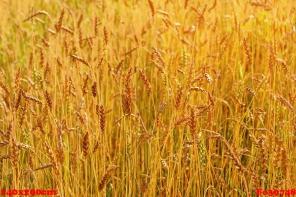 background of ripening ears of meadow gold wheat field.