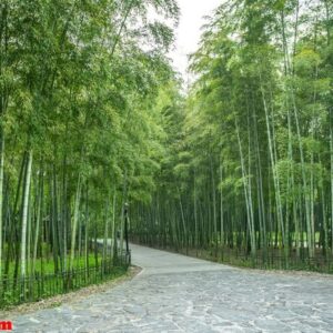 bamboo garden and bamboo forest path in the park