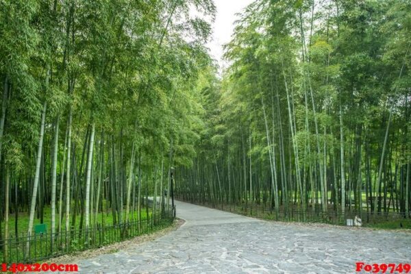 bamboo garden and bamboo forest path in the park