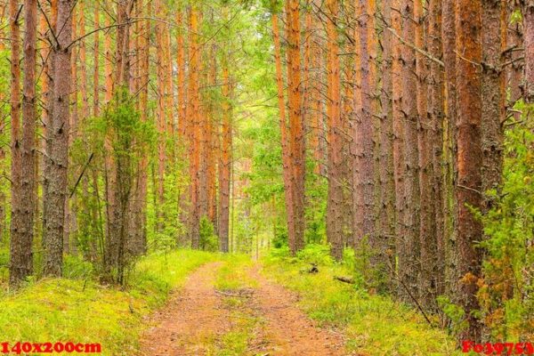 beautiful forest background. the road winds in the green forest. true nature