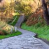 beautiful forest path. autumn background, backdrop