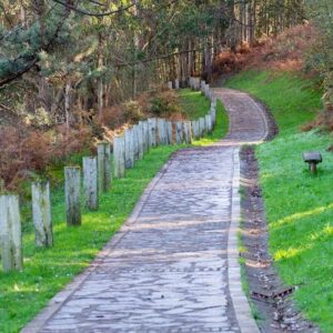 beautiful forest path. autumn background, backdrop