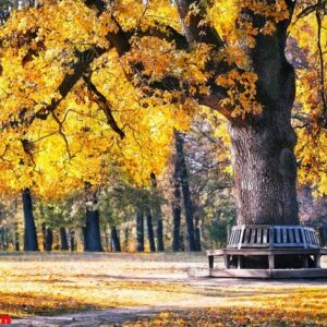 bench in the park under spreading tree