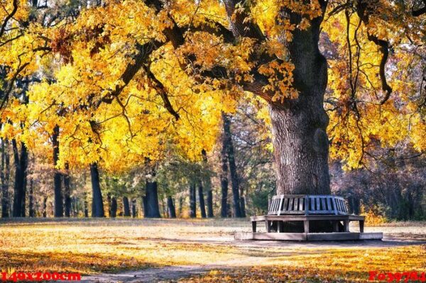 bench in the park under spreading tree