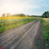 country road among sunflowers