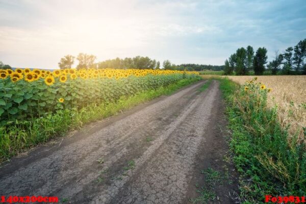 country road among sunflowers