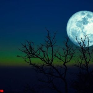 dying grass full moon and silhouette dry trees in the sunset da