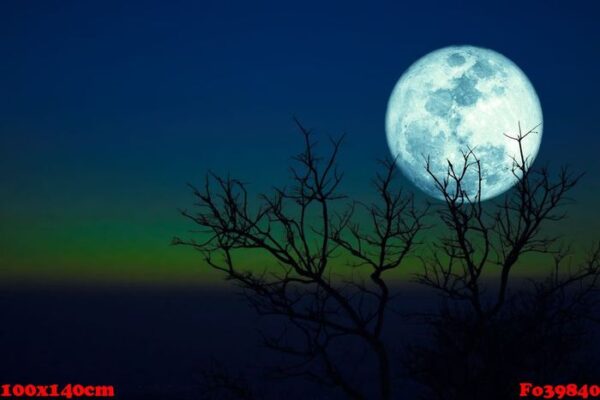 dying grass full moon and silhouette dry trees in the sunset da