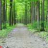 forest landscape in the morning