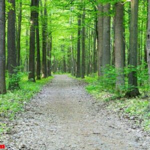 forest landscape in the morning