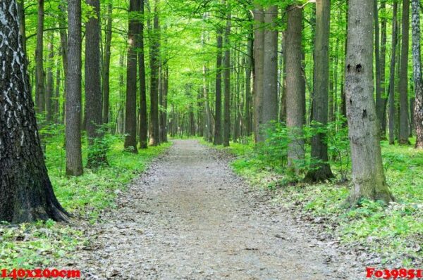 forest landscape in the morning