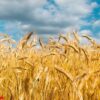 wheat field texture background with ripening ears