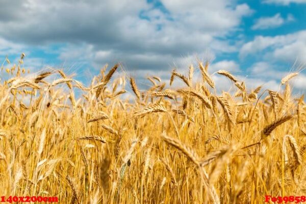 wheat field texture background with ripening ears