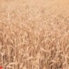 wheat field texture background with ripening ears