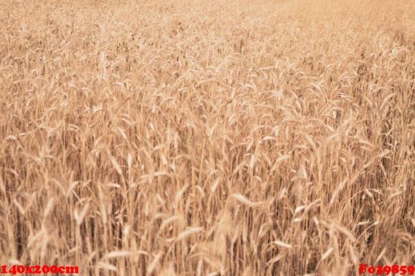 wheat field texture background with ripening ears