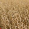 wheat field texture background with ripening ears