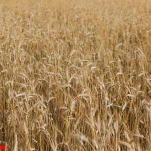 wheat field texture background with ripening ears