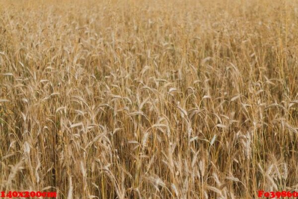 wheat field texture background with ripening ears