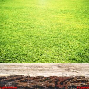 green grass and wooden plank summer background