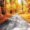 ground road in the autumn forest