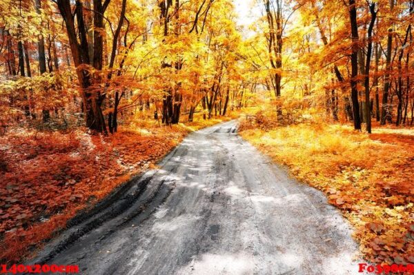 ground road in the autumn forest