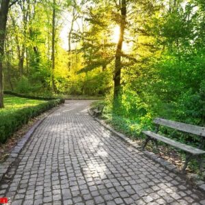 paved path in a park