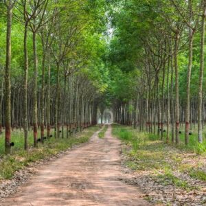 rubber tree plantation in thailand