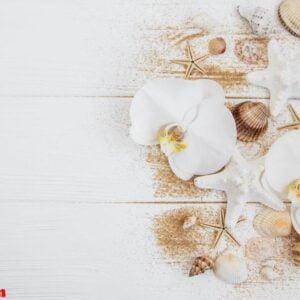 sea shells with sand and orchid flowers