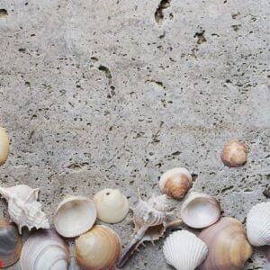 seashells on the light marble background