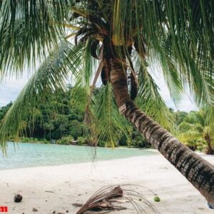 palm tree on beach.