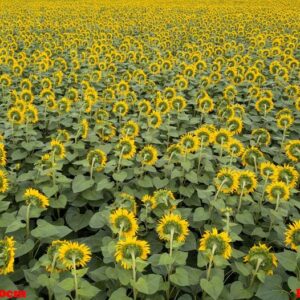 aerial view from drone to a wonderful field of sunflowers by summertime at sunset.