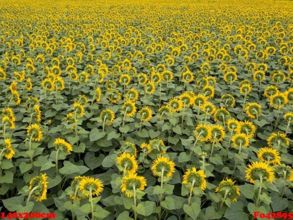 aerial view from drone to a wonderful field of sunflowers by summertime at sunset.