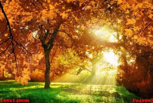 autumn leaves with background in transylvania