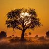 tree at sunset in botswana. okavango delta. africa.