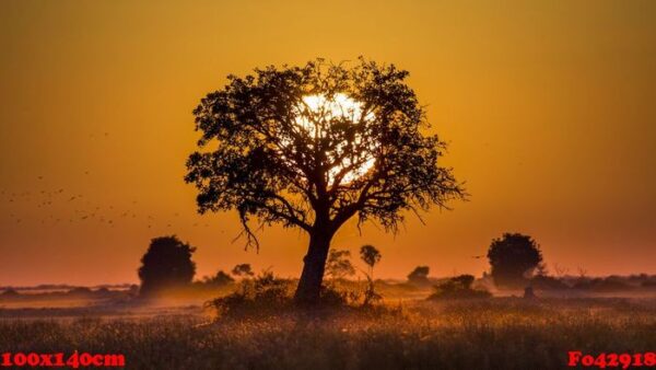 tree at sunset in botswana. okavango delta. africa.