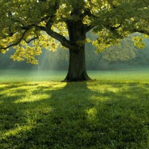 beautiful tree in the middle of a field covered with grass with the tree line in the background