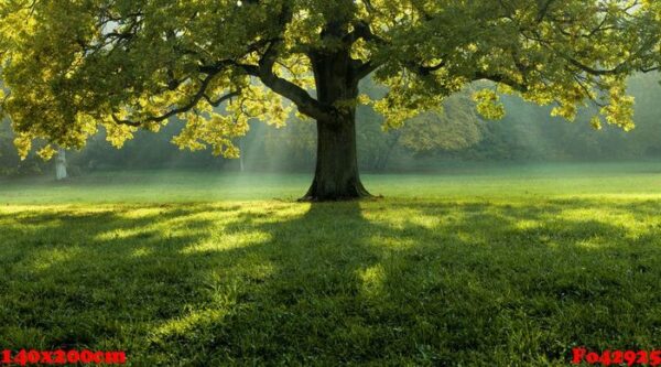 beautiful tree in the middle of a field covered with grass with the tree line in the background