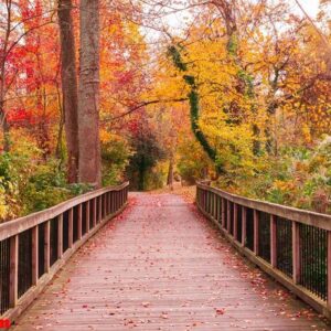 beautiful wooden pathway going the breathtaking colorful trees in a forest