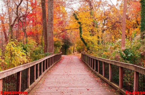 beautiful wooden pathway going the breathtaking colorful trees in a forest