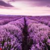 blooming lavender field under the purple colors of the summer sunset