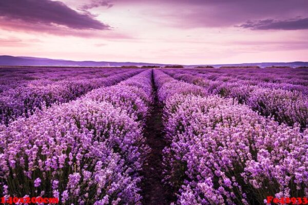 blooming lavender field under the purple colors of the summer sunset