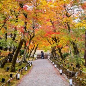 colorful autumn leaves and walk way in park, kyoto in japan. pho