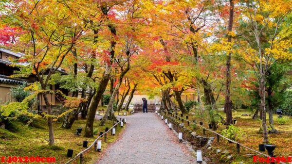 colorful autumn leaves and walk way in park, kyoto in japan. pho