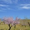 field of almond blossoms