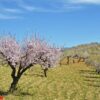 field of almond blossoms