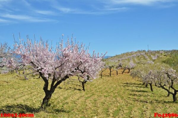 field of almond blossoms